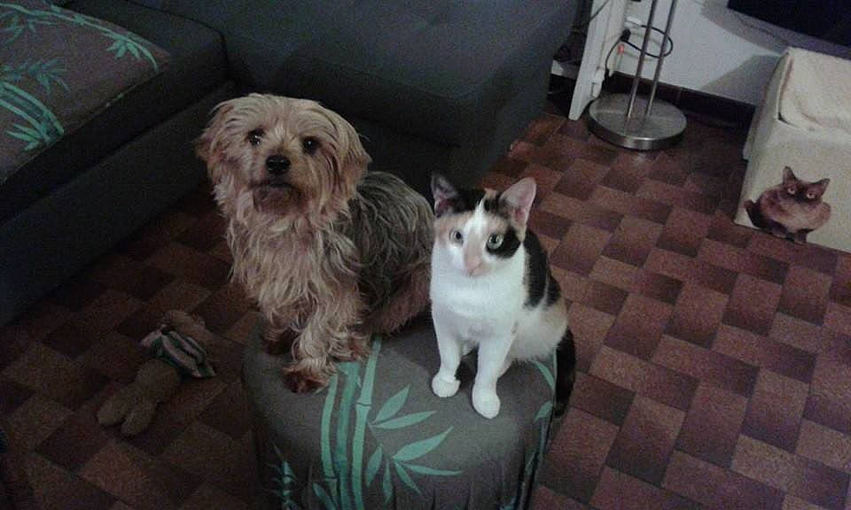 Crevette a rejoint le concours — aidez-le/la à gagner de superbes lots ! cairn_terrier, canidae, carnivore, companion_dog, dog, dog_breed, havanese, maltese, mammal, morkie, non_sporting_group, puppy, rare_breed_dog, schnoodle, sporting_group, sporting_lucas_terrier, tibetan_terrier, toy_dog, vertebrate, west_highland_white_terrier