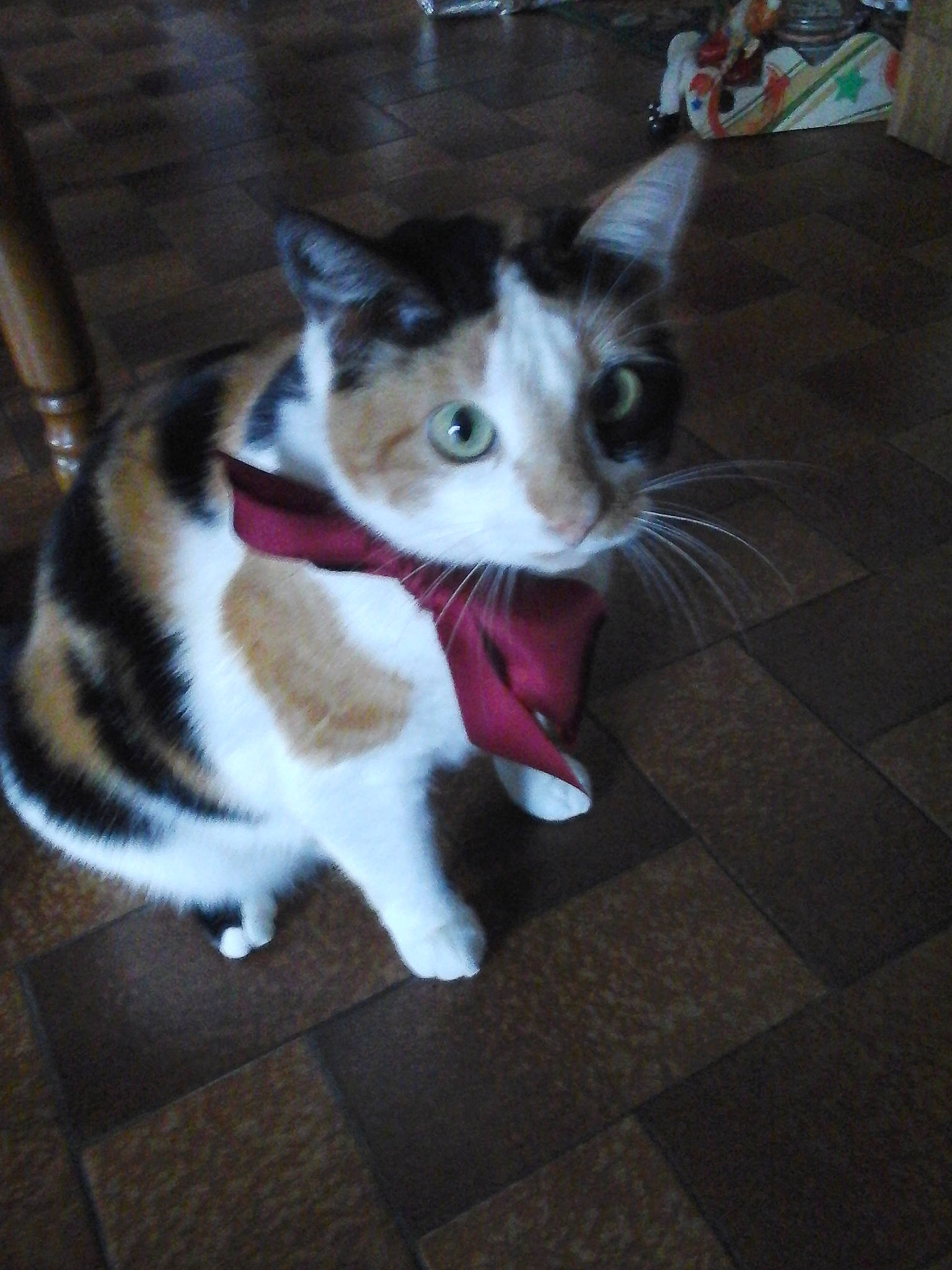 Crevette a rejoint le concours — aidez-le/la à gagner de superbes lots ! aegean_cat, american_wirehair, carnivore, cat, domestic_short_haired_cat, ear, european_shorthair, eye, fawn, felidae, fur, kitten, mammal, polydactyl_cat, small_to_medium_sized_cats, tail, whiskers