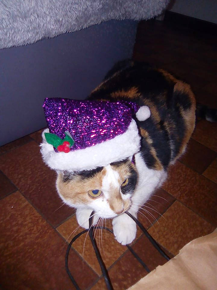 Crevette participe au concours pour gagner de l'argent avec cette photo : carnivore, cat, ear, felidae, fur, hat, headgear, small_to_medium_sized_cats, tail, whiskers