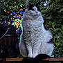 Valentin participe au concours pour gagner de l'argent avec cette photo : cat, animal, outdoor, nature, tree, greenery, wood, fence, fur, pet, colorful_lights, night, sitting, black_and_white, fluffy, close_up, peaceful, background_blur, eyes, whiskers