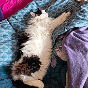 Valentin a rejoint le concours — aidez-le/la à gagner de superbes lots ! cat, fluffy, sleeping, bed, blanket, purple, blue, white, black, feline, cozy, resting, indoor, pet, domestic_animal, fur, paws, relaxation, animal, comfort
