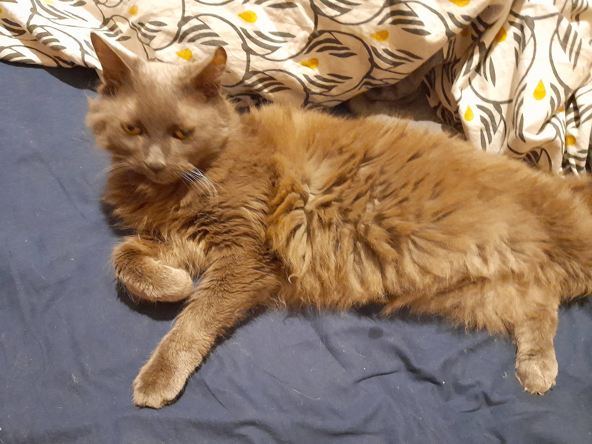 Socrate a rejoint le concours — aidez-le/la à gagner de superbes lots ! canidae, carnivore, cat, claw, comfort, companion_dog, dog_breed, fawn, felidae, fur, nap, paw, sleep, small_to_medium_sized_cats, snout, tail, terrestrial_animal, whiskers, wildlife, wood