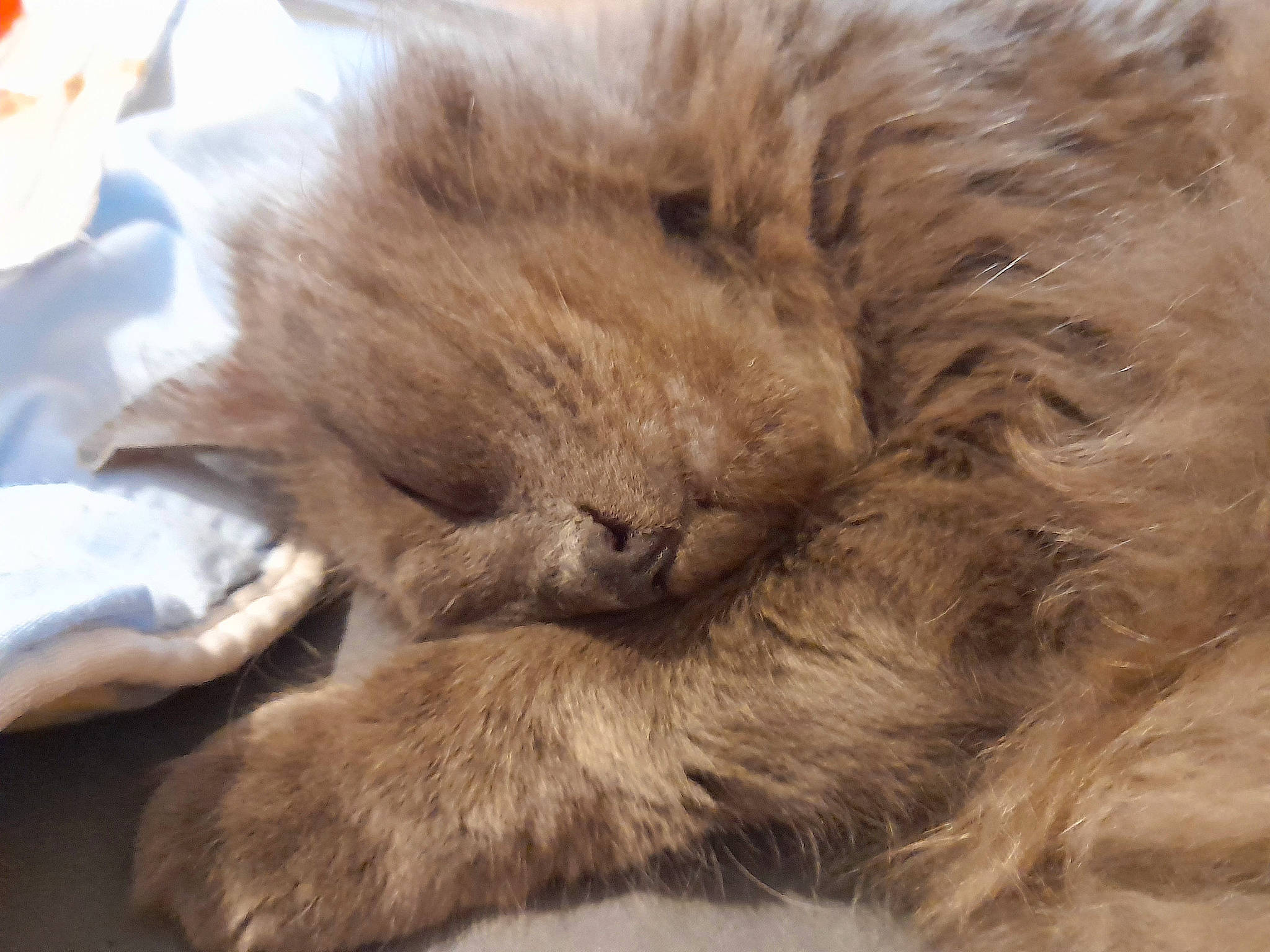 Socrate participe au concours pour gagner de l'argent avec cette photo : carnivore, cat, claw, comfort, fawn, felidae, fur, liver, nap, paw, small_to_medium_sized_cats, snout, terrestrial_animal, whiskers