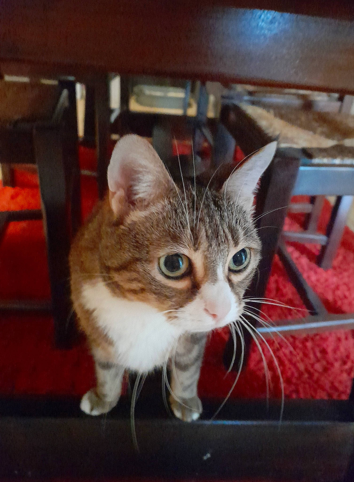 Kitti participe au concours pour gagner de l'argent avec cette photo : carnivore, cat, cat_furniture, cat_supply, claw, couch, domestic_short_haired_cat, fawn, felidae, fur, metal, paw, photo_caption, sitting, small_to_medium_sized_cats, snout, tail, whiskers, window, wood