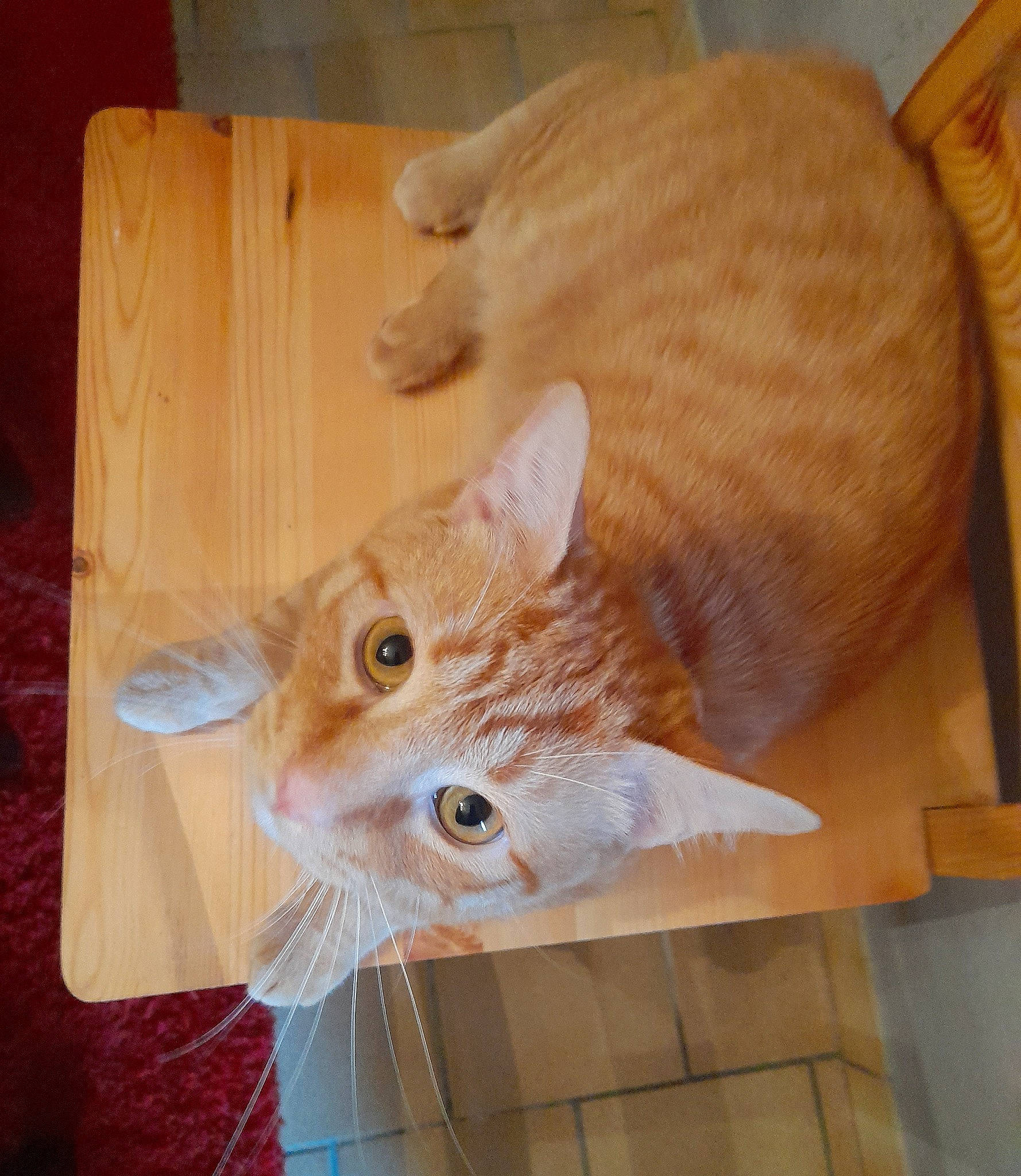 Cheik participe au concours pour gagner de l'argent avec cette photo : carnivore, cat, claw, domestic_short_haired_cat, fawn, felidae, flooring, fur, hardwood, pattern, plywood, room, small_to_medium_sized_cats, tail, varnish, whiskers, wood, wood_flooring, wood_stain