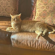 Jasper is registered to the contest to win money with this photo: animal, cat, comfort, cushions, domestic_cat, feline, fur, home_interior, indoor, leather_couch, mammal, orange_tabby, paw, pet, relaxing, resting, sunlight, tail, whiskers, wood_floor