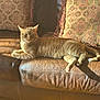 animal, cat, comfort, cushions, domestic_cat, feline, fur, home_interior, indoor, leather_couch, mammal, orange_tabby, paw, pet, relaxing, resting, sunlight, tail, whiskers, wood_floor