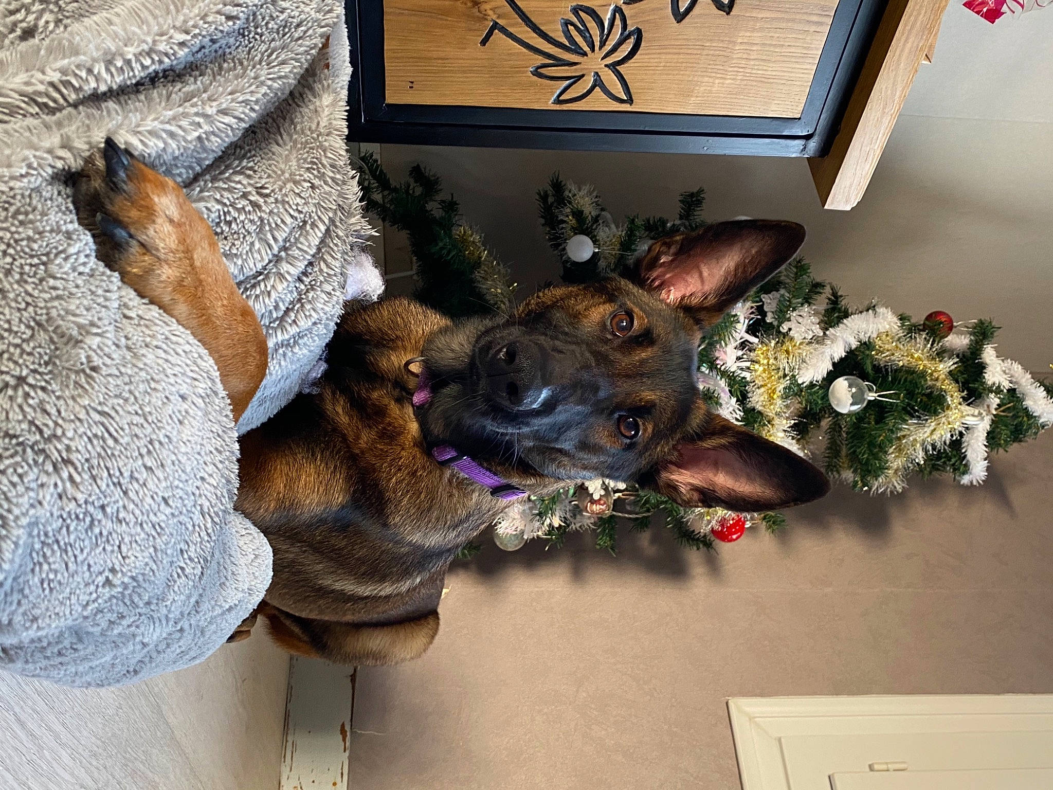 Reyna participe au concours pour gagner de l'argent avec cette photo : canidae, carnivore, collar, companion_dog, dog, dog_breed, ear, fashion_accessory, fawn, flower, fur, guard_dog, party_hat, picture_frame, plant, room, snout, sporting_group, whiskers, working_animal