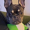 animal, black, blanket, brown, casual, companion, curious, cute, dog, domestic_animal, ears, french_bulldog, green_shirt, holding, indoor, mammal, person, pet, portrait, sofa