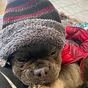 Charlie joined the competition — help win amazing prizes! animal, canine, close_up, coat, companion, cute, dog, floor_tiles, furry, hat, indoor, paw, pet, portrait, puppy, resting, sleepy, snuggled, warm, winter_clothing