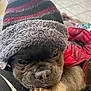 dog, puppy, hat, winter_clothing, coat, close_up, cute, sleepy, pet, animal, paw, indoor, floor_tiles, furry, canine, snuggled, resting, warm, portrait, companion