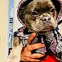 dog, puppy, clothing, hood, knitted, hand, person, indoors, closeup, pet, furry, animal, cute, warm, wearing, looking, face, paw, holding, window