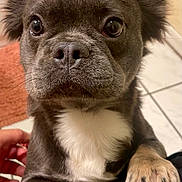 Charlie is registered to the contest to win money with this photo: dog, pet, close_up, ears, eyes, paws, fur, indoor, tile_floor, white_chest, brown_paws, canine, cute, domestic_animal, companion, looking_up, snout, whiskers, human_hand, resting