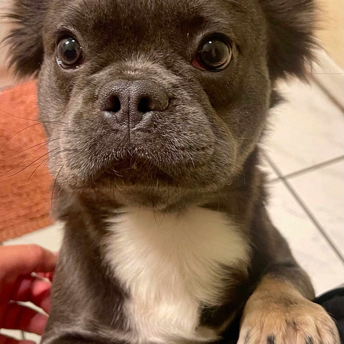 Charlie is registered to the contest to win money with this photo: brown_paws, canine, close_up, companion, cute, dog, domestic_animal, ears, eyes, fur, human_hand, indoor, looking_up, paws, pet, resting, snout, tile_floor, whiskers, white_chest