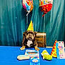 dog, party_hat, birthday, balloons, table, toy, blue_tablecloth, celebration, chair, gift, indoor, decorations, happy_birthday, pet, cute, festive, small_dog, birthday_candle, birthday_rosette, birthday_treat