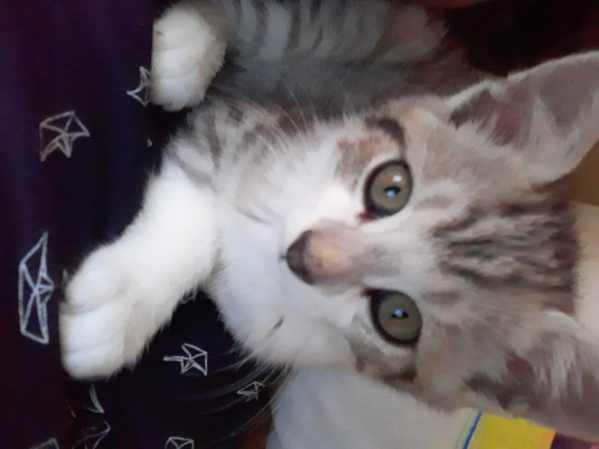 Rubis a rejoint le concours — aidez-le/la à gagner de superbes lots ! american_curl, american_wirehair, asian, asian_semi_longhair, british_semi_longhair, carnivore, cat, domestic_long_haired_cat, domestic_short_haired_cat, eye, felidae, iris, kitten, mammal, norwegian_forest_cat, nose, siberian, small_to_medium_sized_cats, vertebrate, whiskers