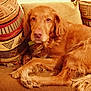 Whisky participe au concours pour gagner de l'argent avec cette photo :