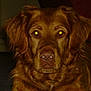 Whisky participe au concours pour gagner de l'argent avec cette photo :