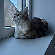 Tipex a rejoint le concours — aidez-le/la à gagner de superbes lots ! cat, feline, windowsill, window, blue_eyes, loaf, indoor, pet, looking_up, side_profile, fur, whiskers, reflection, wall, cozy, calm, portrait, natural_light, house, sill