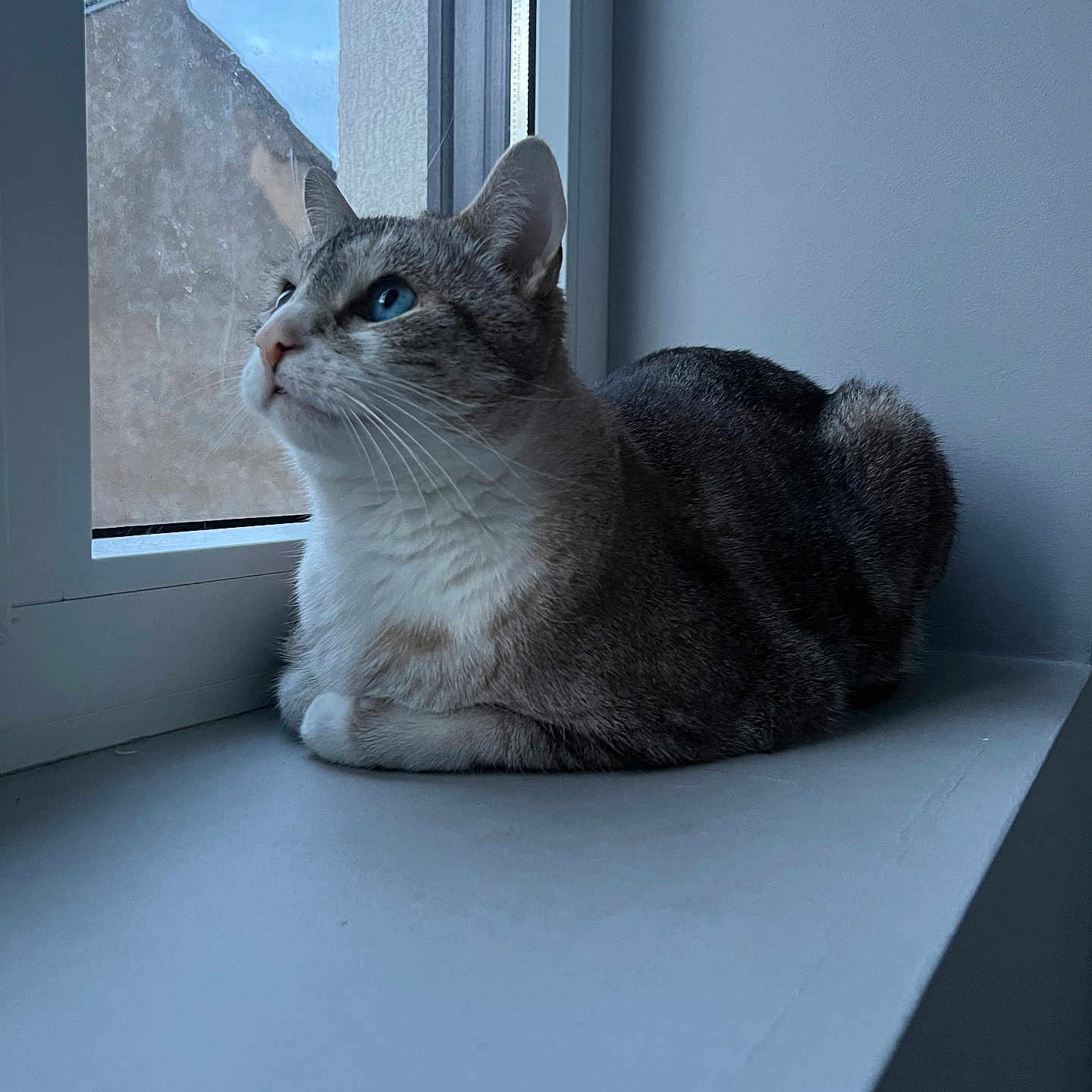 Tipex a rejoint le concours — aidez-le/la à gagner de superbes lots ! blue_eyes, calm, cat, cozy, feline, fur, house, indoor, loaf, looking_up, natural_light, pet, portrait, reflection, side_profile, sill, wall, whiskers, window, windowsill