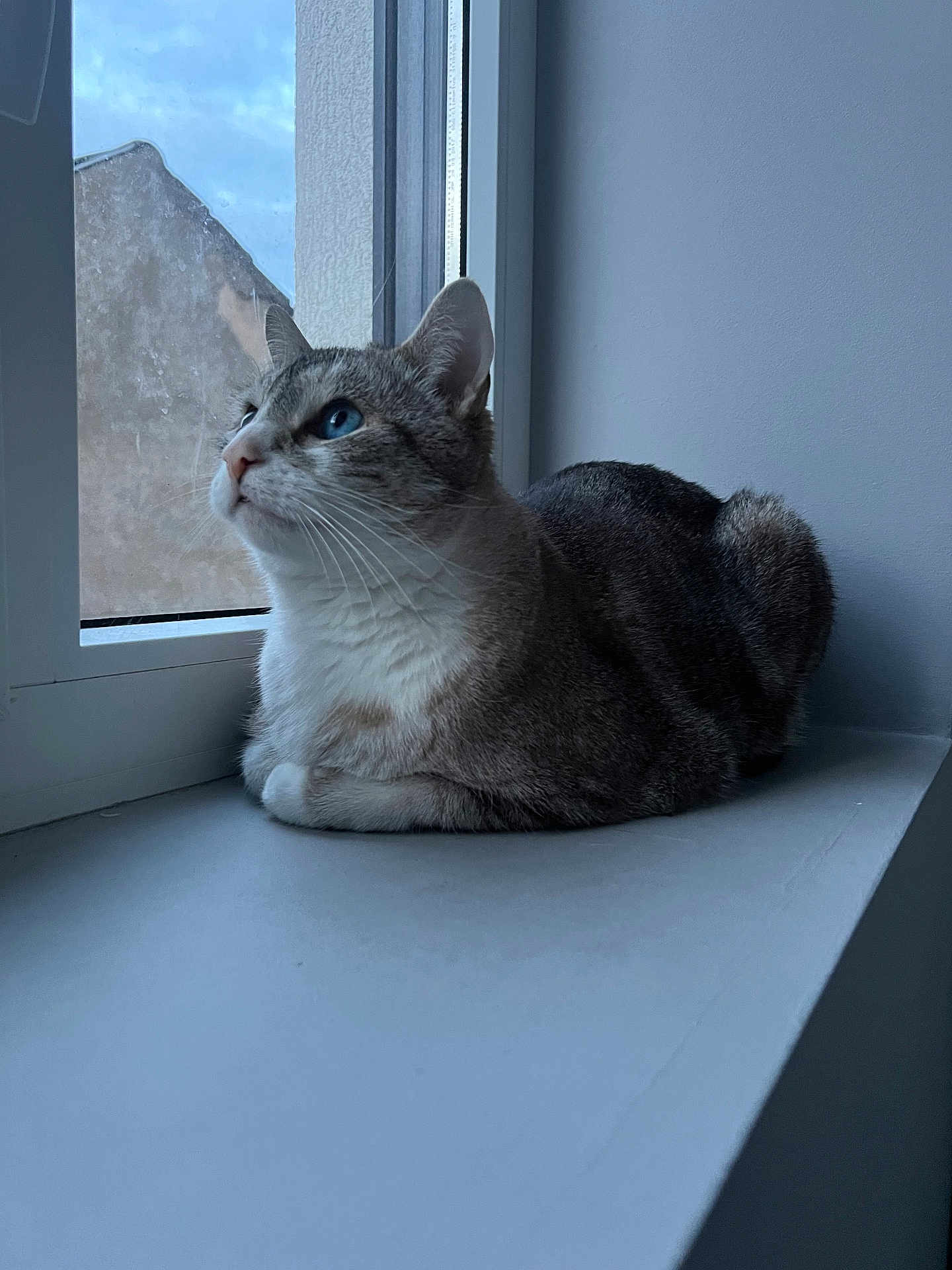Tipex a rejoint le concours — aidez-le/la à gagner de superbes lots ! cat, feline, windowsill, window, blue_eyes, loaf, indoor, pet, looking_up, side_profile, fur, whiskers, reflection, wall, cozy, calm, portrait, natural_light, house, sill