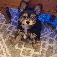 Merlin a rejoint le concours — aidez-le/la à gagner de superbes lots ! puppy, dog, small_dog, mixed_breed, fur, ears, whiskers, paws, patterned_rug, carpet, wooden_drawer, wooden_furniture, blue_toy, dog_toy, sitting, looking_up, indoor, living_room, cute, floor