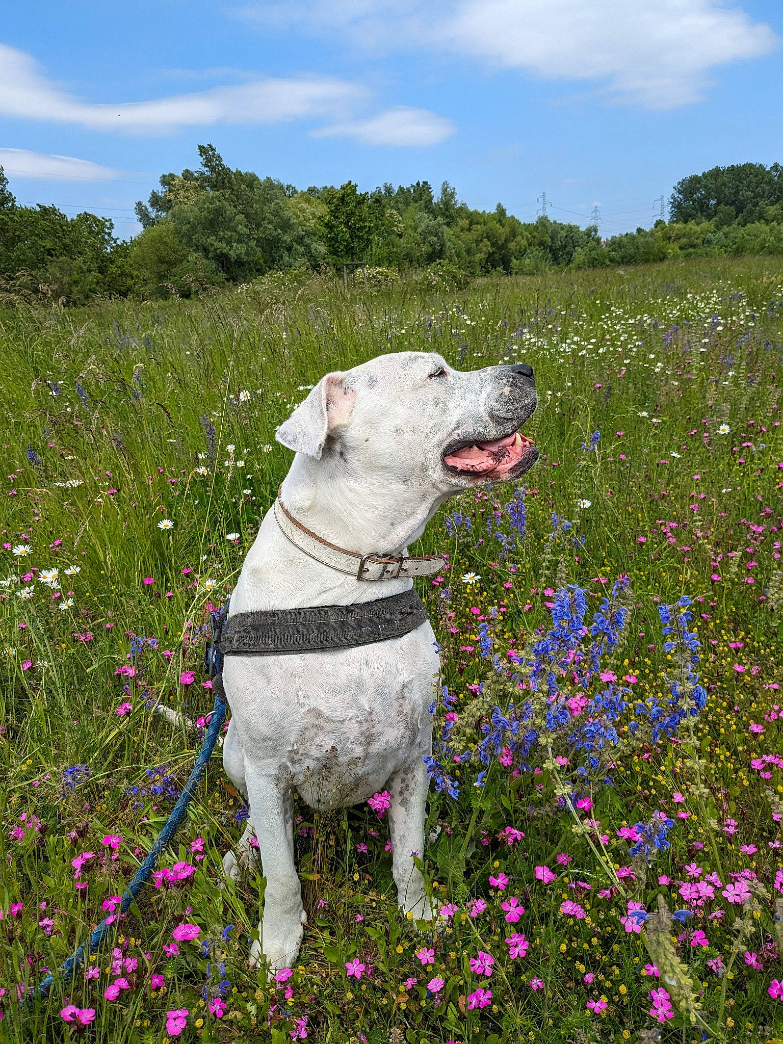 Leo a rejoint le concours — aidez-le/la à gagner de superbes lots ! carnivore, cloud, collar, companion_dog, dog, dog_breed, dog_collar, fawn, flower, grass, grass_family, grassland, groundcover, meadow, petal, plant, shrub, sky, tree, working_animal
