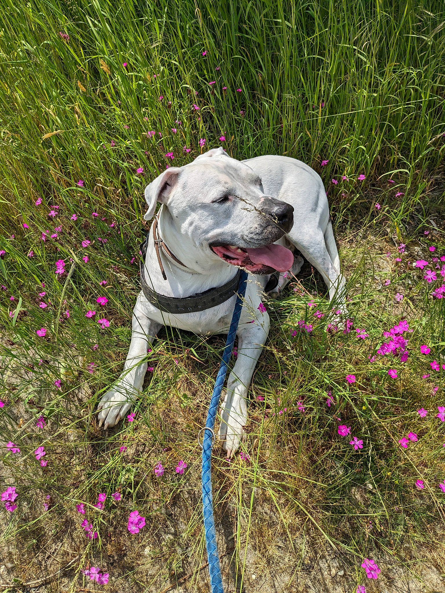 Leo a rejoint le concours — aidez-le/la à gagner de superbes lots ! adventure, canidae, carnivore, collar, companion_dog, dog, dog_breed, dog_collar, fawn, flower, flowering_plant, grass, groundcover, leash, petal, plant, shrub, sporting_group, tail, working_animal