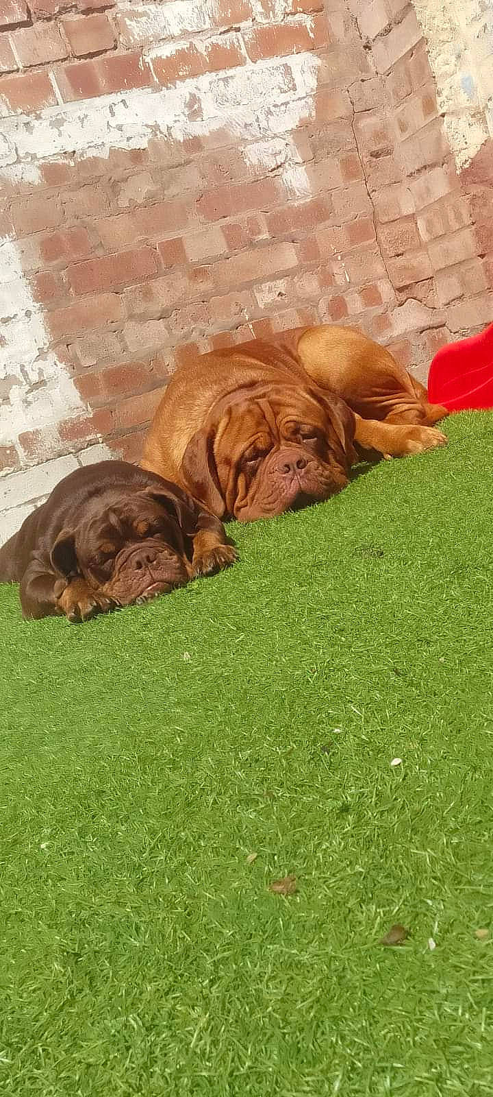 Kai is registered to the contest to win money with this photo: canidae, carnivore, companion_dog, dog, dog_breed, fawn, flooring, fur, grass, groundcover, guard_dog, liver, puppy, snout, sporting_group, terrestrial_animal, wood, working_animal, working_dog, wrinkle