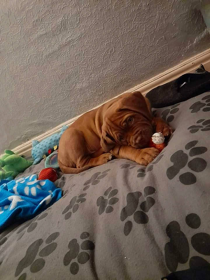 Kai joined the competition — help win amazing prizes! bed, bed_sheet, bedding, carnivore, comfort, companion_dog, dog, dog_breed, duvet, fawn, felidae, flooring, linens, liver, room, small_to_medium_sized_cats, sporting_group, terrestrial_animal, textile, wood