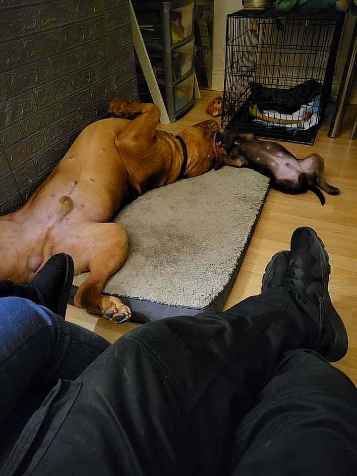 Kai is registered to the contest to win money with this photo: carnivore, comfort, companion_dog, dog, dog_breed, fawn, felidae, floor, flooring, foot, hardwood, human_leg, knee, mammal, room, snout, vertebrate, whiskers, wood, wrinkle