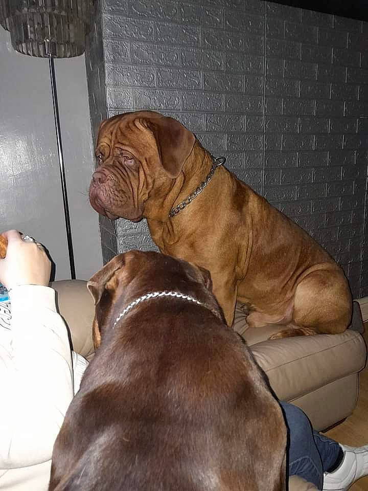 Kai is registered to the contest to win money with this photo: brown, canidae, carnivore, collar, comfort, companion_dog, dog, dog_breed, dog_collar, dog_supply, dogue_de_bordeaux, fawn, fur, guard_dog, liver, snout, sporting_group, working_animal, working_dog, wrinkle