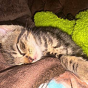Nala a rejoint le concours — aidez-le/la à gagner de superbes lots ! kitten, tabby, sleeping, close_up, brown_blanket, green_blanket, cozy, fur, whiskers, nap, pet, animal, indoor, cute, resting, soft_texture, young_cat, peaceful, domestic_cat, feline