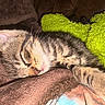 kitten, tabby, sleeping, close_up, brown_blanket, green_blanket, cozy, fur, whiskers, nap, pet, animal, indoor, cute, resting, soft_texture, young_cat, peaceful, domestic_cat, feline