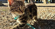 Nala a rejoint le concours — aidez-le/la à gagner de superbes lots ! kitten, cat, tabby, leash, outdoor, gravel, sunlight, trees, nature, curious, pet, animal, young, walking, exploring, feline, small, cute, ears, whiskers