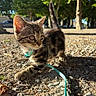 kitten, cat, tabby, leash, outdoor, gravel, sunlight, trees, nature, curious, pet, animal, young, walking, exploring, feline, small, cute, ears, whiskers