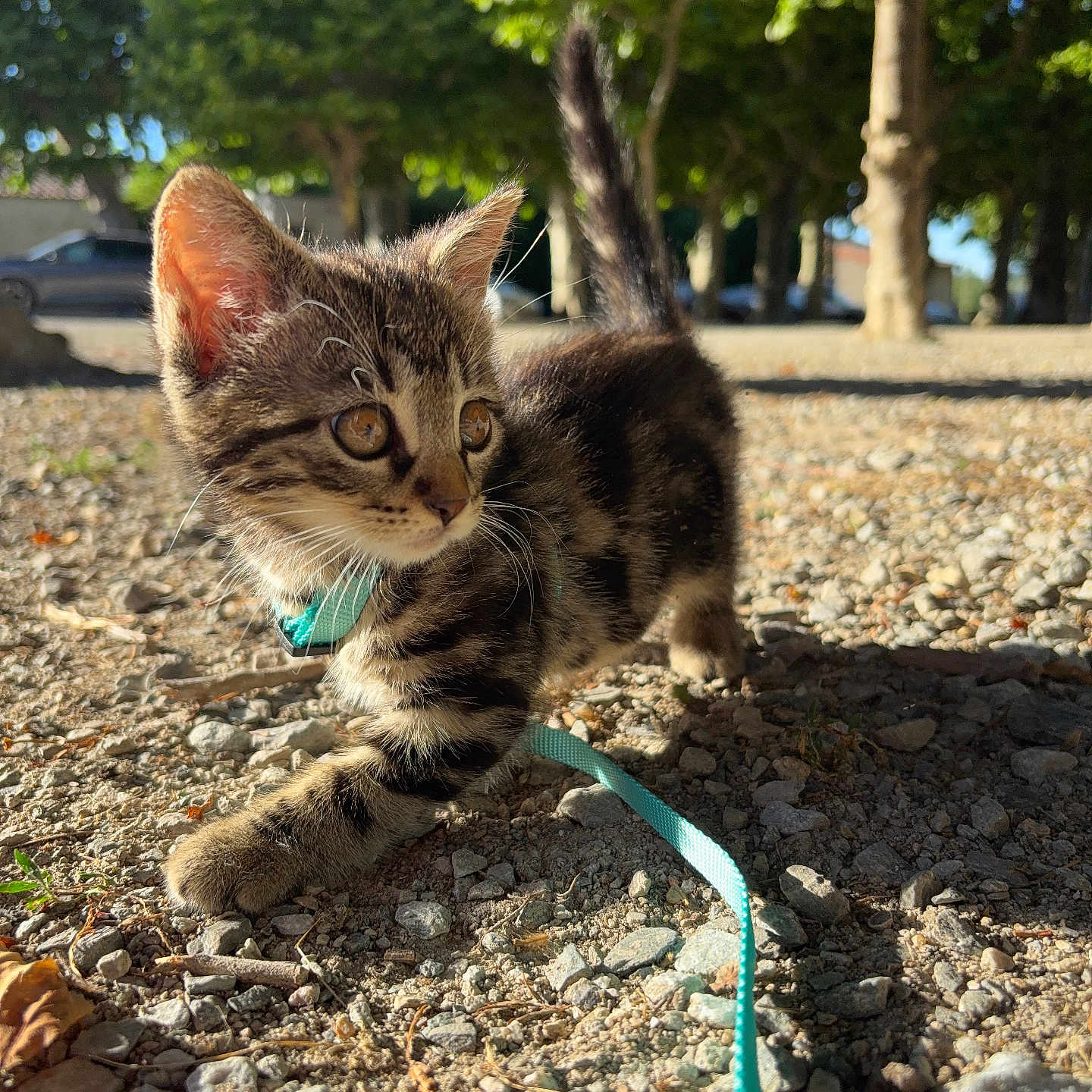 Nala