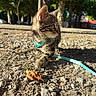 kitten, cat, outdoor, harness, curious, sunlight, rocks, trees, nature, pet, young, whiskers, fur, exploring, daylight, small, animal, cute, walking, leash