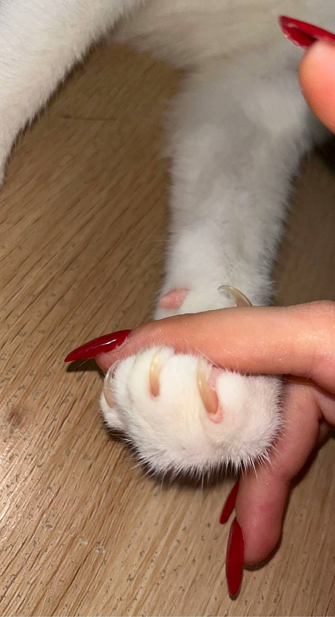 Natsu a rejoint le concours — aidez-le/la à gagner de superbes lots ! barefoot, canidae, carnivore, cat, companion_dog, dog_breed, fawn, felidae, flooring, foot, hardwood, human_leg, paw, small_to_medium_sized_cats, snout, sporting_group, tail, toe, whiskers, wood