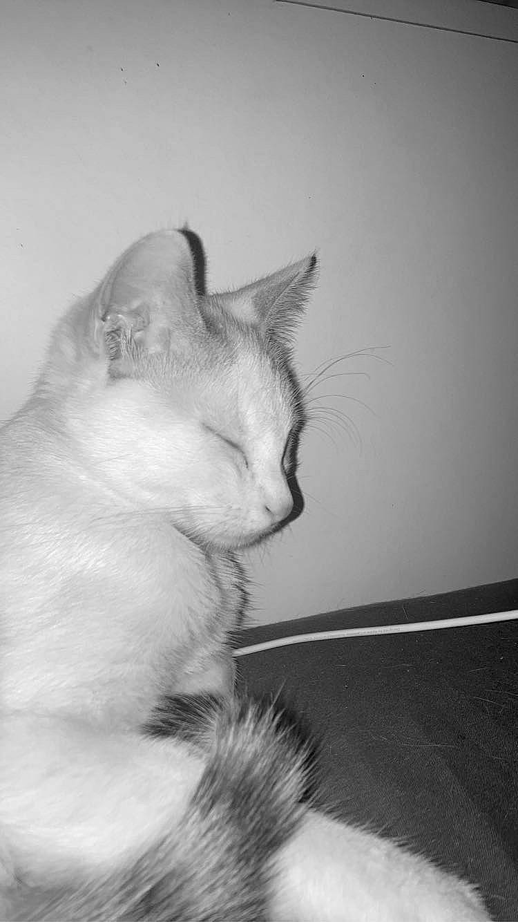 Natsu participe au concours pour gagner de l'argent avec cette photo : carnivore, cat, comfort, domestic_short_haired_cat, ear, felidae, fur, grey, monochrome, monochrome_photography, paw, small_to_medium_sized_cats, snout, tail, terrestrial_animal, whiskers, window