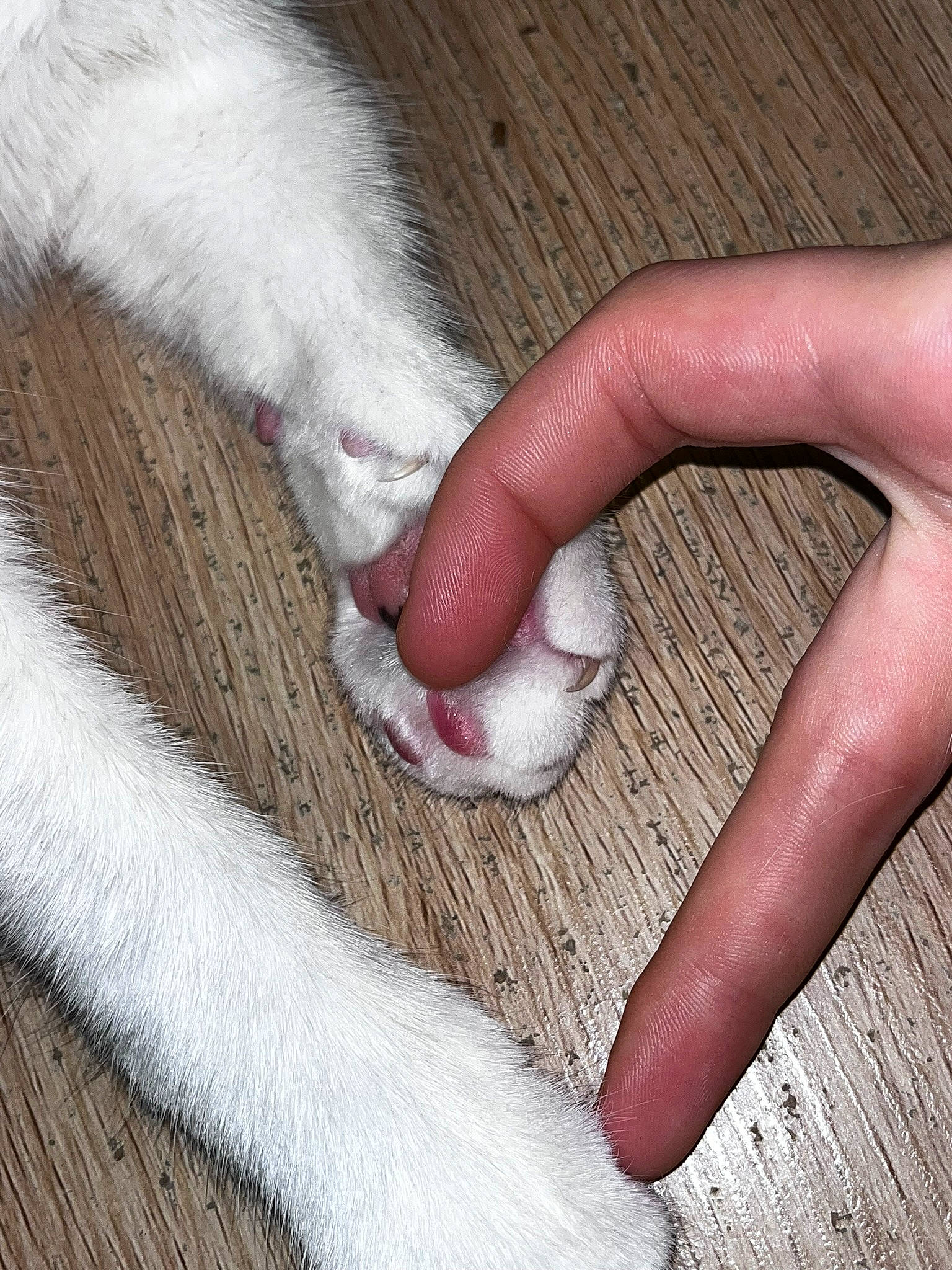 Natsu a rejoint le concours — aidez-le/la à gagner de superbes lots ! carmine, cat, cosmetics, fashion_accessory, felidae, flooring, foot, fur, hardwood, nail, natural_material, pattern, paw, peach, small_to_medium_sized_cats, thread, thumb, whiskers, wood, wool