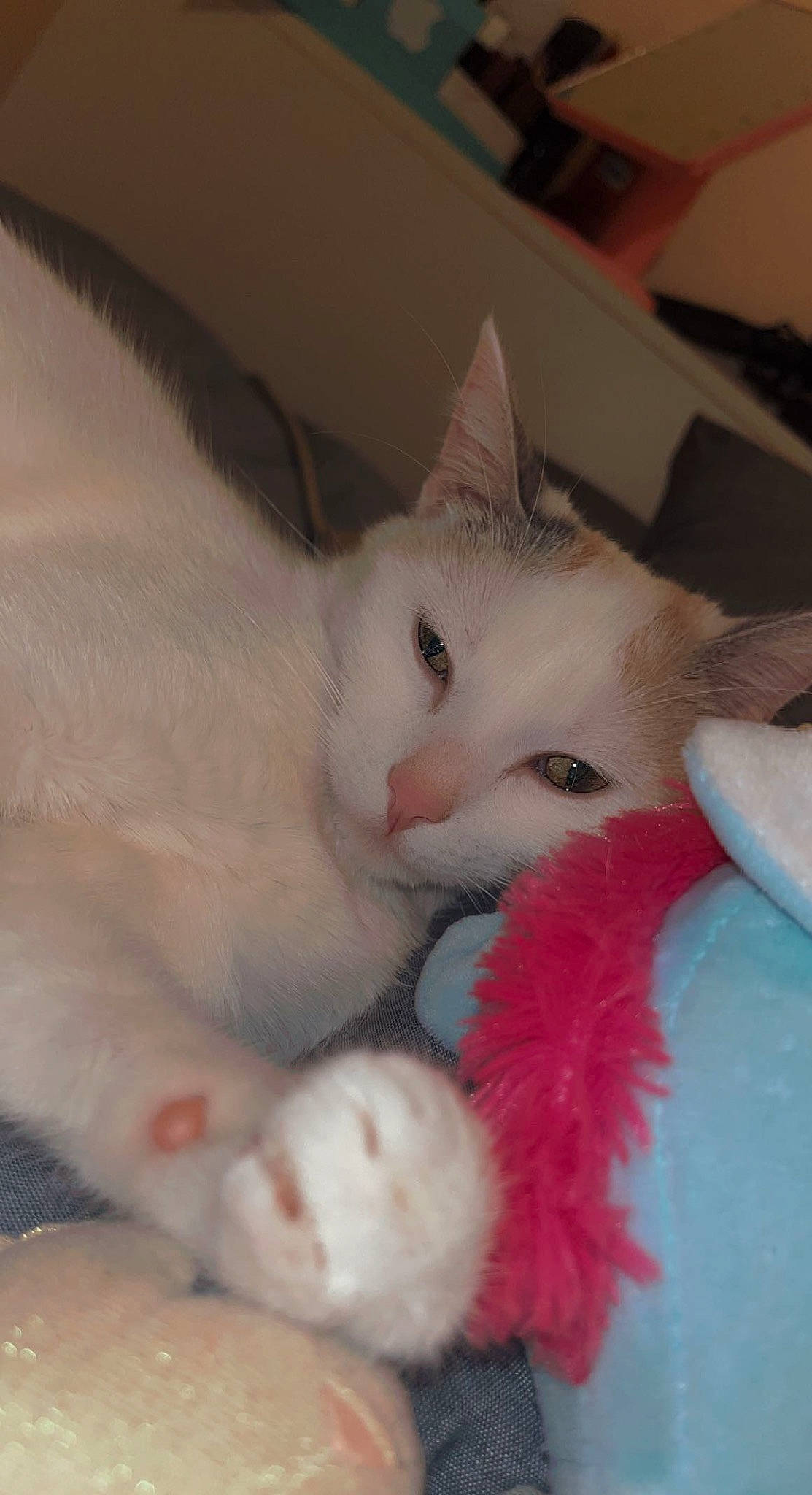 Natsu a rejoint le concours — aidez-le/la à gagner de superbes lots ! carnivore, cat, claw, comfort, domestic_short_haired_cat, ear, eye, fawn, felidae, foot, fur, nap, paw, small_to_medium_sized_cats, snout, tail, whiskers