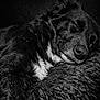 Wylo a rejoint le concours — aidez-le/la à gagner de superbes lots ! dog, sleeping, black_and_white, close_up, fur, texture, cozy, rest, animal, pet, peaceful, portrait, soft_lighting, relaxation, whiskers, snout, ear, lying_down, companion, domestic_animal
