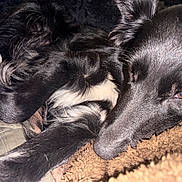 Wylo a rejoint le concours — aidez-le/la à gagner de superbes lots ! dog, black_dog, pet, close_up, snuggling, blanket, fur, sleepy, resting, cozy, indoor, brown_blanket, comfort, animal, canine, soft_texture, relaxed, companion, portrait, home