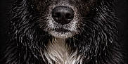 Wylo participe au concours pour gagner de l'argent avec cette photo : dog, wet_fur, close_up, portrait, black_fur, white_fur, water_droplets, animal, pet, canine, intense_gaze, studio_lighting, dark_background, fur_texture, focused, moisture, muzzle, ears, brown_eyes, animal_portrait