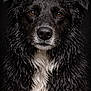 animal, animal_portrait, black_fur, brown_eyes, canine, close_up, dark_background, dog, ears, focused, fur_texture, intense_gaze, moisture, muzzle, pet, portrait, studio_lighting, water_droplets, wet_fur, white_fur