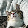 Noopy participe au concours pour gagner de l'argent avec cette photo : cat, tabby, sleeping, nose, whiskers, fur, closeup, pet, cozy, blanket, white, relaxation, animal, cute, resting, indoor, soft, mammal, peaceful, nap