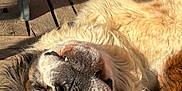 Youki participe au concours pour gagner de l'argent avec cette photo : dog, canine, outdoor, wooden_deck, sunlight, fur, smiling, playful, relaxed, pet, animal, sleeping, lying_down, close_up, sniffing, nature, daylight, two_dogs, happy, companion