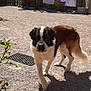 dog, outdoor, yard, gravel, shadow, clothesline, towels, brick_wall, sunlight, plant, fence, pet, animal, curious, brown, white, fluffy, large_dog, daytime, nature