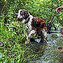 dog, saint_bernard, water, creek, nature, greenery, river, leash, person, hand, outdoor, grass, trees, animal, wet, summer, shallow_water, canine, moss, forest